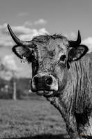 Guillain BOUQUET - GUILLAIN BOUQUET